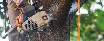 Best Hedge Trimming  in Lochsloy, WA