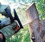 How Our Tree Care Process Works  in  Lochsloy, WA