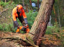 Best Tree Removal  in Lochsloy, WA