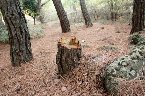 Reliable Lochsloy, WA Tree Care Solutions