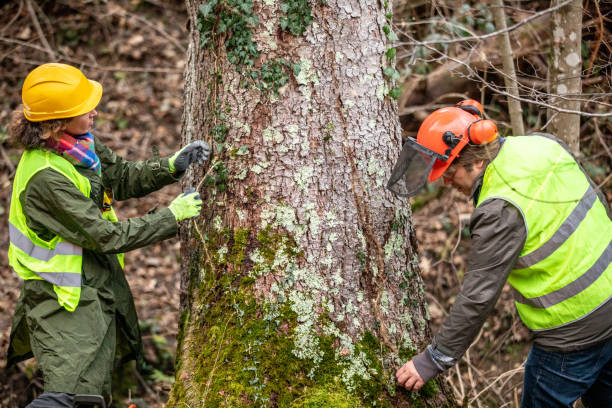 Best Tree and Shrub Care  in Lochsloy, WA