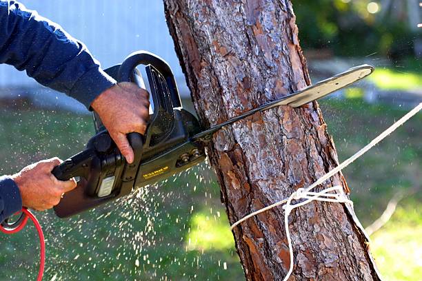 Best Lawn Watering Services  in Lochsloy, WA