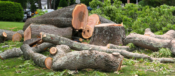 Best Tree Maintenance Programs  in Lochsloy, WA