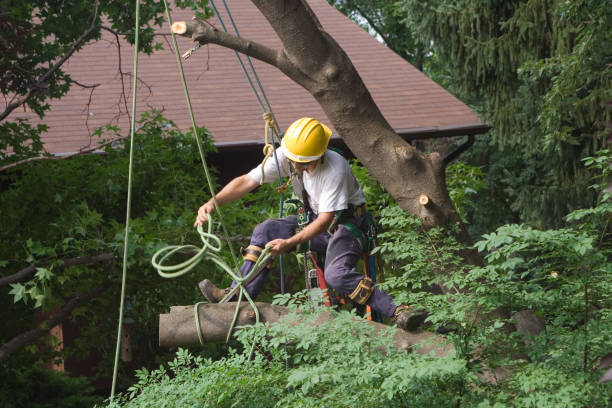 Best Lawn Irrigation Installation and Maintenance  in Lochsloy, WA