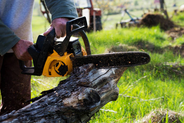 Best Tree Mulching  in Lochsloy, WA
