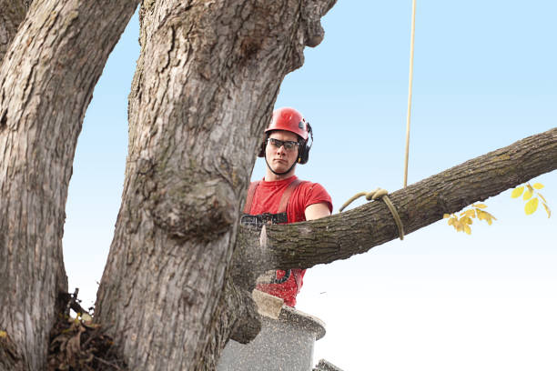 Best Tree Preservation Services  in Lochsloy, WA