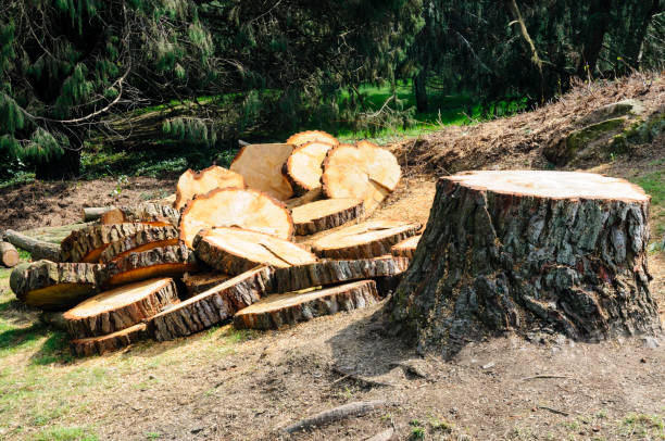 Best Weed Control  in Lochsloy, WA